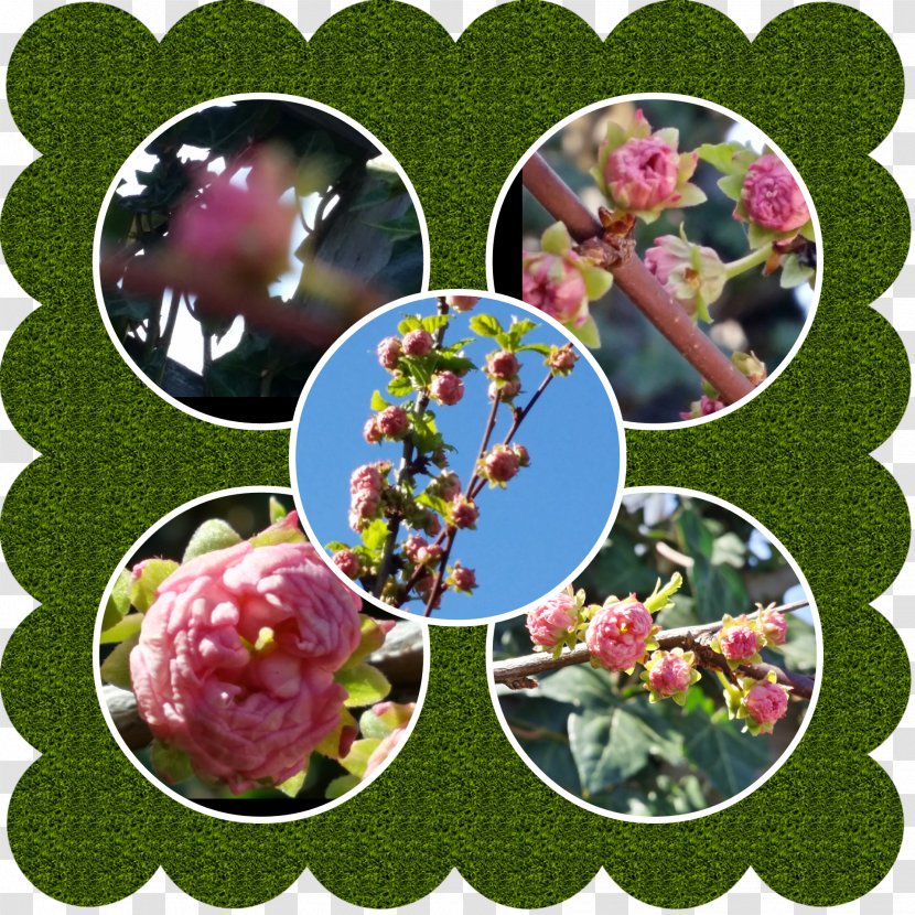 Wedding Invitation Flowering Plant Quinceañera Fruit - Pianta Aromatica Transparent PNG
