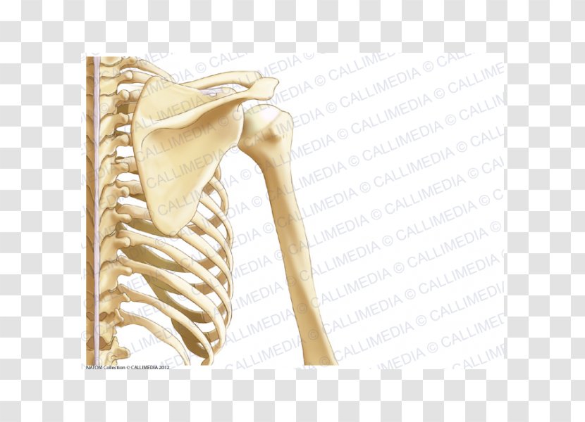Human Anatomy Shoulder Nervous System Bone - Tree - Arm Transparent PNG