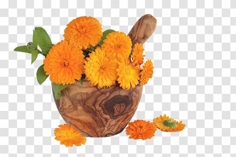 Flower Stock Photography Marigold Royalty-free - Calendula Officinalis - Free Pull Material Transparent PNG