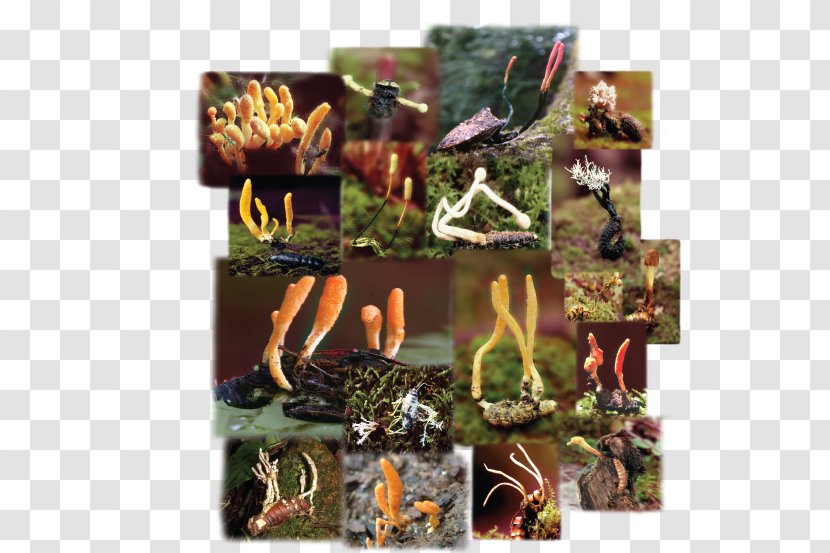 Caterpillar Fungus Cordyceps Pupa - Insect - Tree Transparent PNG
