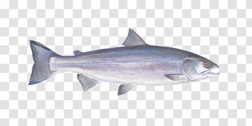 Pink Salmon Oily Fish Coho - Marine Biology - Fishing Transparent PNG