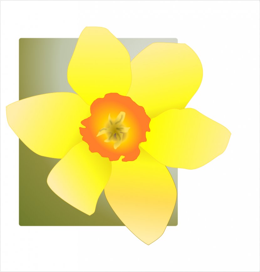 Daffodil Drawing Clip Art - Narcissus - Images Transparent PNG