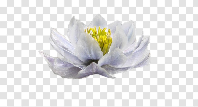 White Blue Color Woman - Snow Lotus Transparent PNG