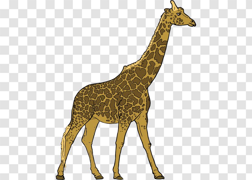 Giraffe Herbivore Animal Clip Art - Free Pictures Transparent PNG