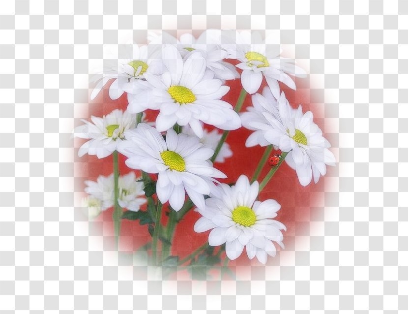 Common Daisy Cut Flowers Floral Design Flower Bouquet - Flowering Plant Transparent PNG