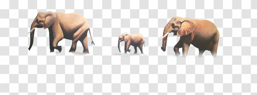 African Elephant Indian - Joint Transparent PNG