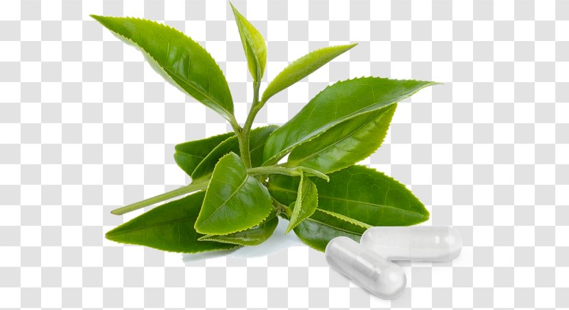 Green Tea Matcha Bancha Stock Photography - Herb Transparent PNG