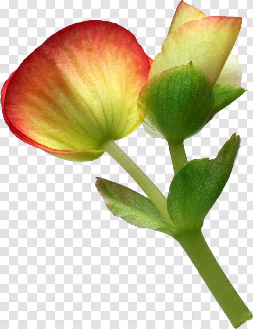 Cut Flowers Petal Eustoma Russellianum - Flower Transparent PNG