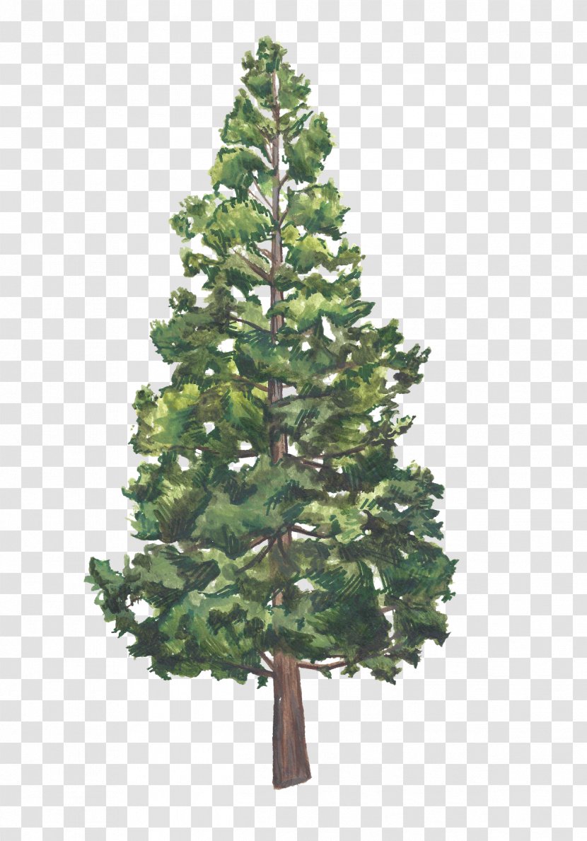 Christmas Tree Spruce Day Ornament - Plant Transparent PNG