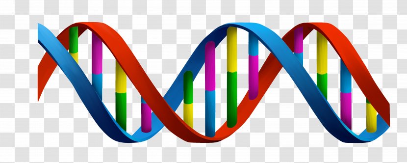 DNA Nucleic Acid Double Helix Cell - Biology Transparent PNG