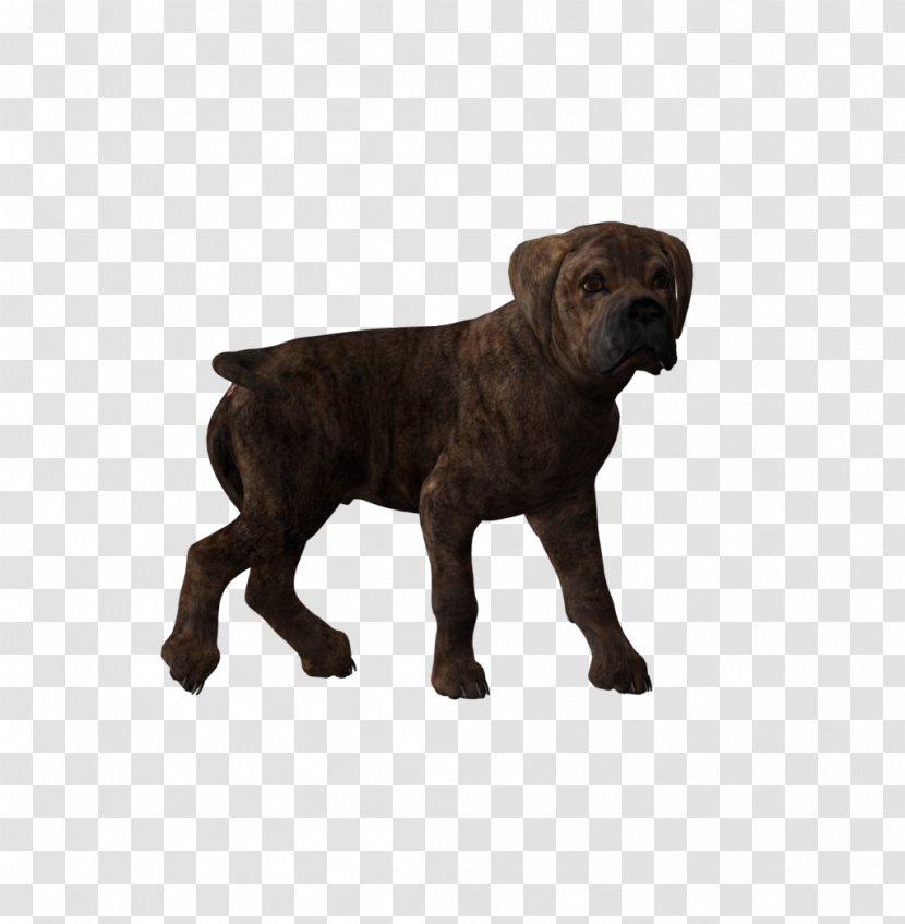 Dog Breed Cane Corso Puppy Pit Bull Labrador Retriever - Like Mammal Transparent PNG