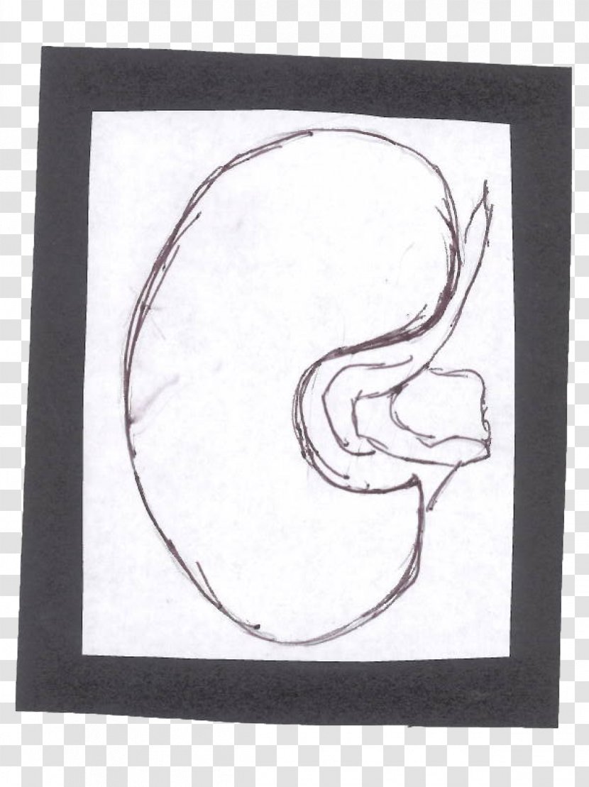 Drawing Visual Arts Kidney - Cartoon - Symbol Transparent PNG