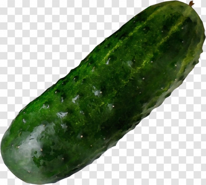 Cucumber Cucumis Plant Vegetable Cucumber, Gourd, And Melon Family - Spreewald Gherkins - Pepino Scarlet Gourd Transparent PNG