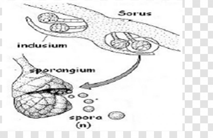 Moss Plant Thallus Burknar Algae - Flower Transparent PNG