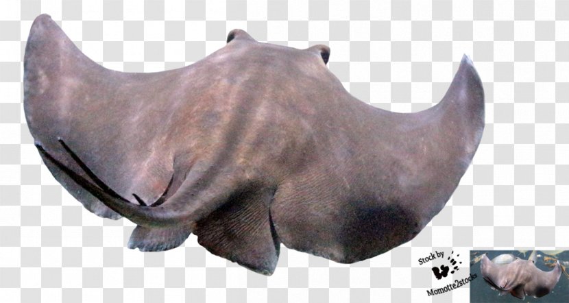 Marine Mammal Cattle Jaw Snout Wildlife - Cut Out Transparent PNG