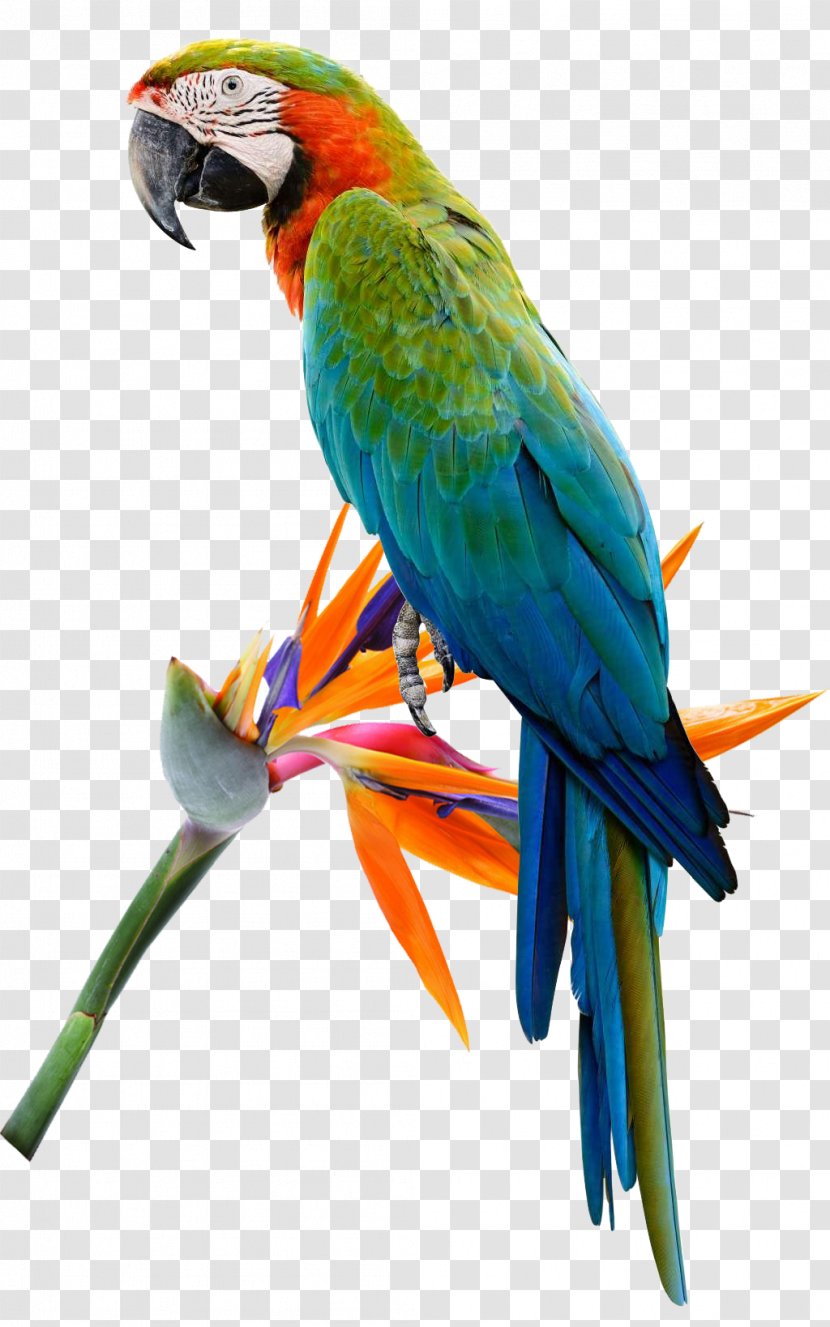 Bird Cockatoo Budgerigar Macaw Parakeet - Parrot Flower Transparent PNG