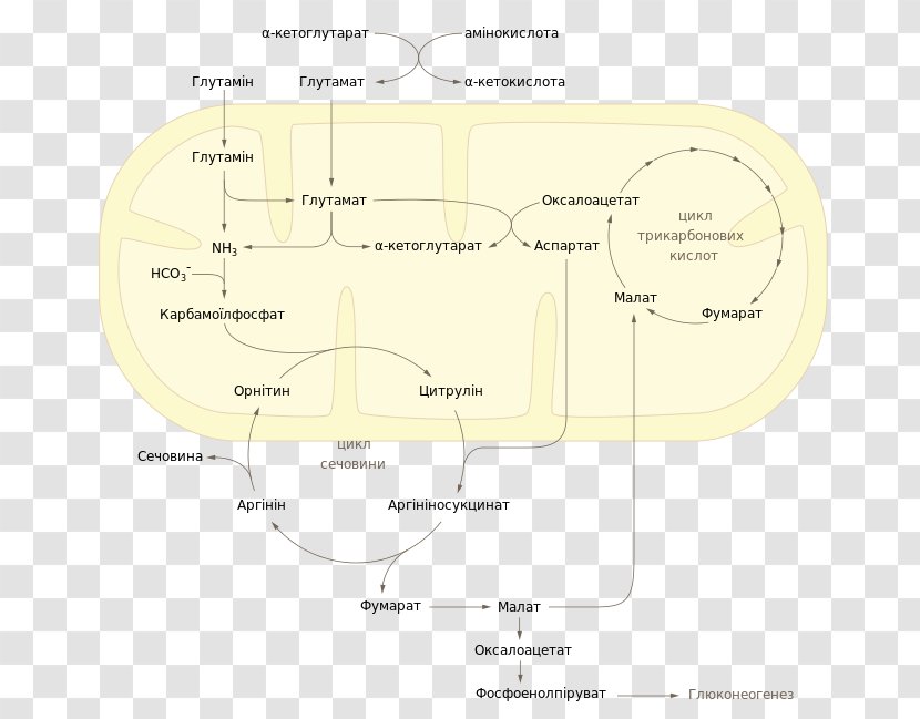 Wikimedia Commons Urea Cycle Foundation - Silhouette - Integration Transparent PNG