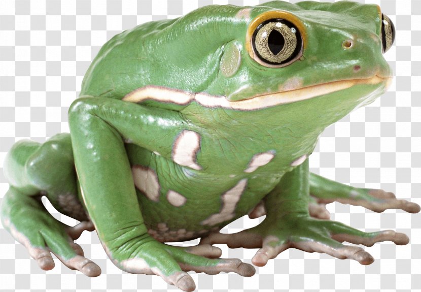 Frog Clip Art - Image File Formats - Green Transparent PNG