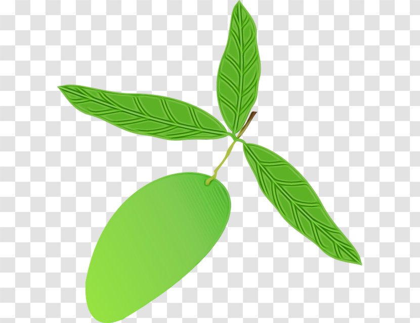 Green Leaf Background - Flower Plant Transparent PNG