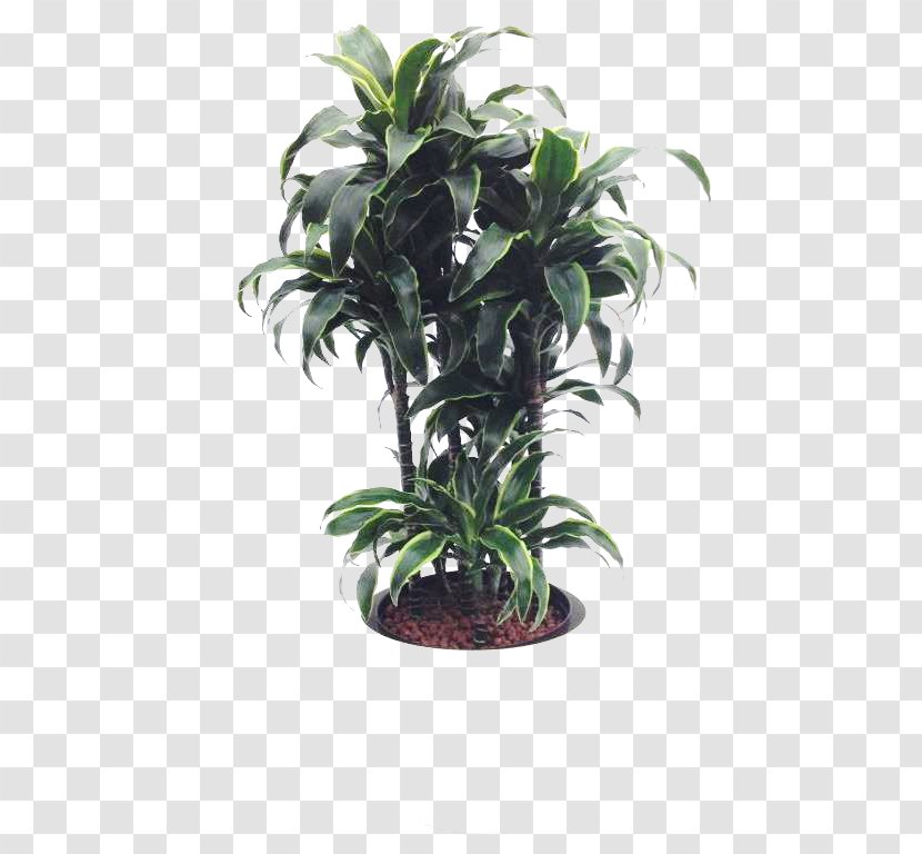 Tree Flowerpot Houseplant Evergreen Shrub - Arecales Transparent PNG