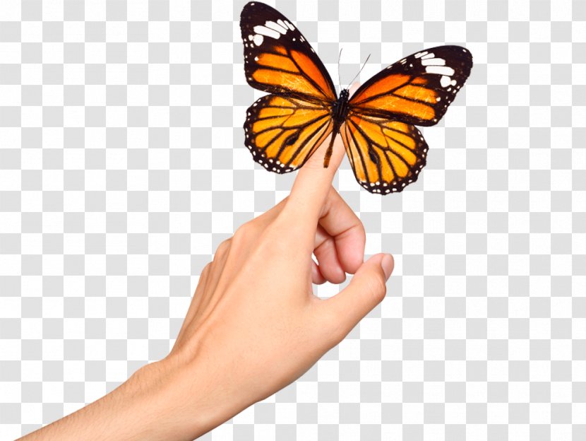 Estetica Claudia Monarch Butterfly Web Hosting Service RU-CENTER Neck - Online Shopping - Internet Transparent PNG