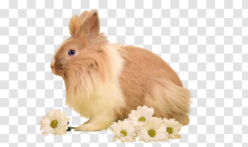 Domestic Rabbit Hare Image - Rabbits And Hares Transparent PNG