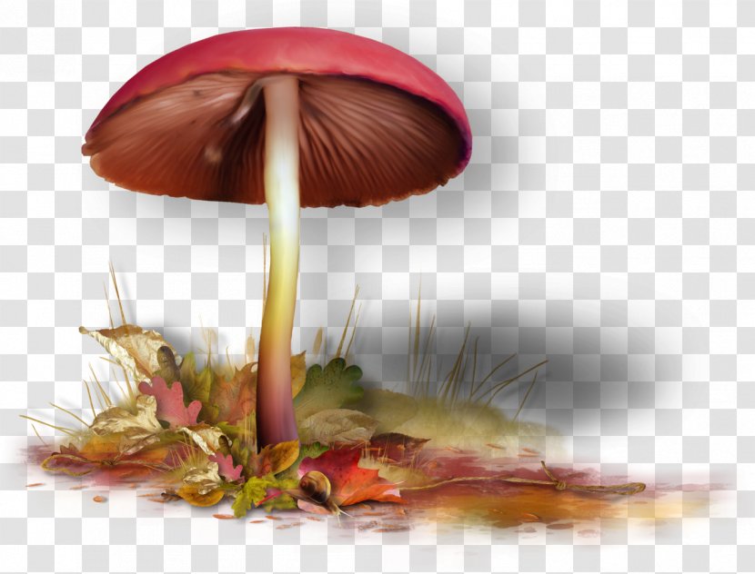 Fungus Blog Clip Art - Mushroom Transparent PNG