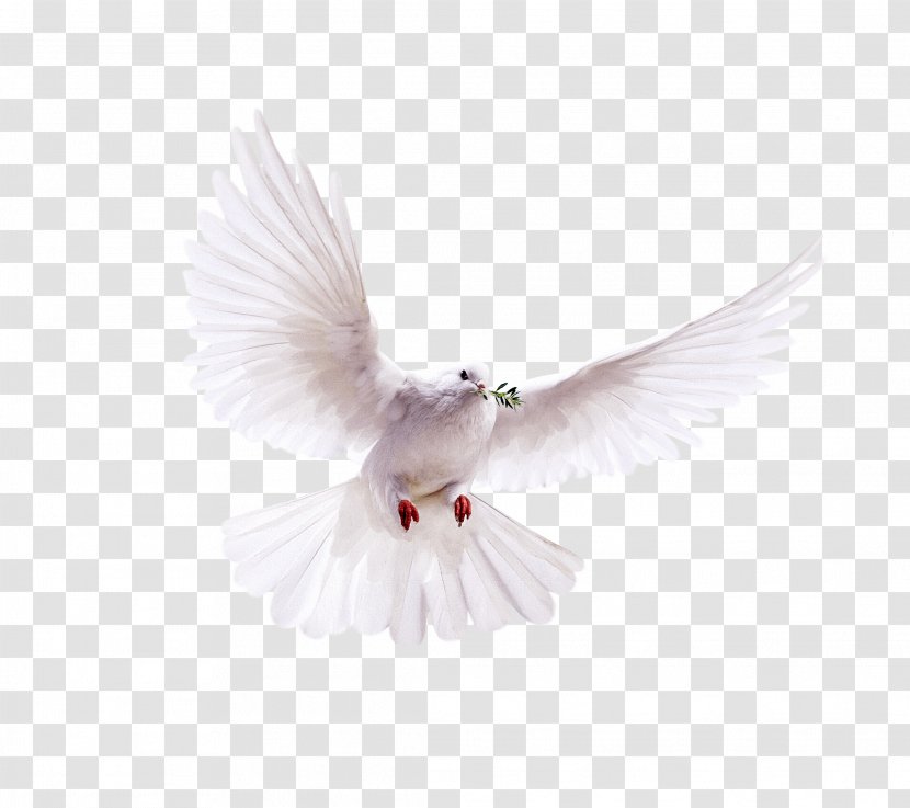 Pigeons And Doves Domestic Pigeon Bird Release Dove Transparent PNG