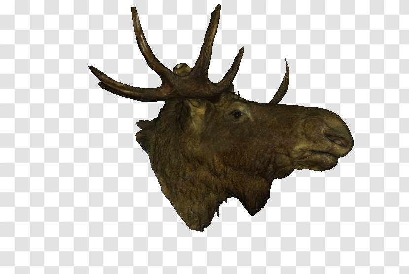 Moose Elk Antler - Horn Transparent PNG