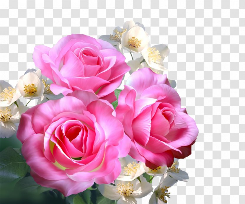 Still Life: Pink Roses Garden Centifolia Beach Rose - Flowers Leaves Transparent PNG