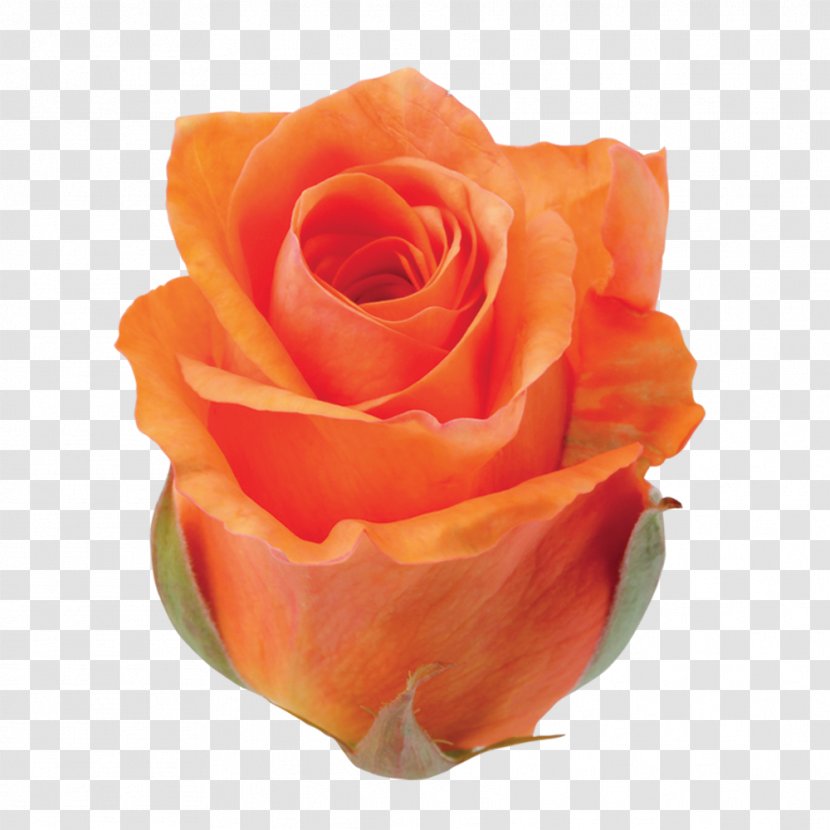 Rosa Foetida Garden Roses Cut Flowers Rosaceae - Petal - Apricot Transparent PNG