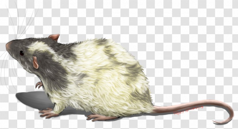 Rat Gerbil Mouse Rodent Mammal - Animal - & Transparent PNG