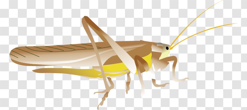 Insect Euclidean Vector Grasshopper Caelifera - Organism - Material Transparent PNG