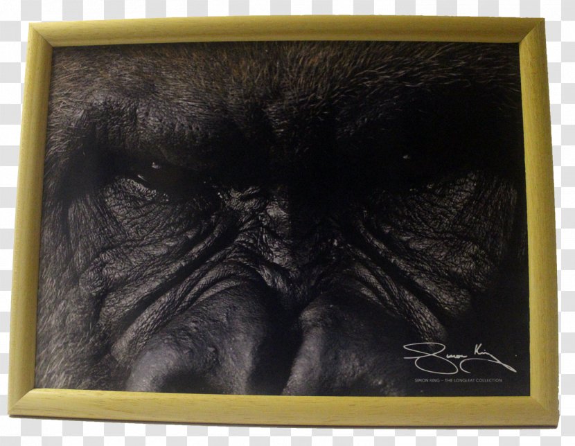 Gorilla Chimpanzee Picture Frames Snout - Great Ape Transparent PNG