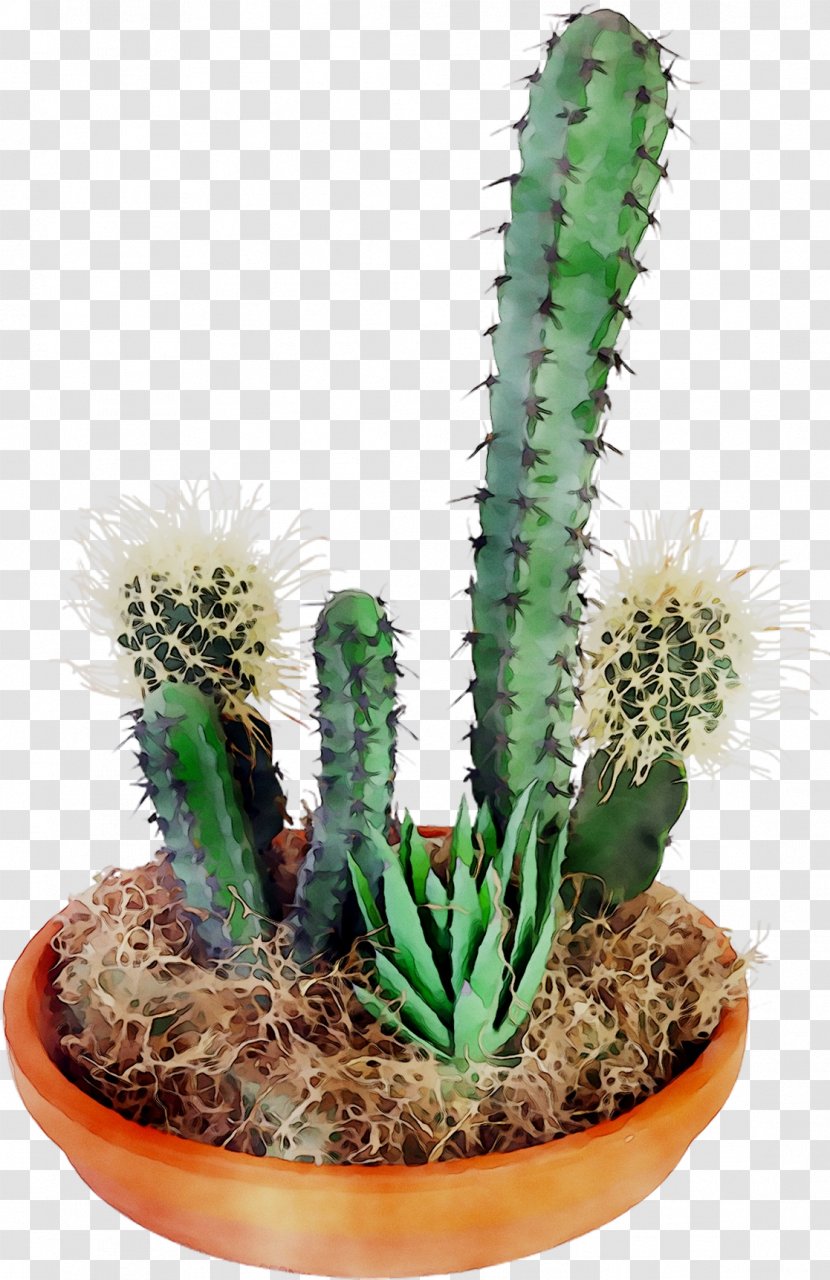 San Pedro Cactus Triangle Thorns, Spines, And Prickles Image - Flowerpot Transparent PNG