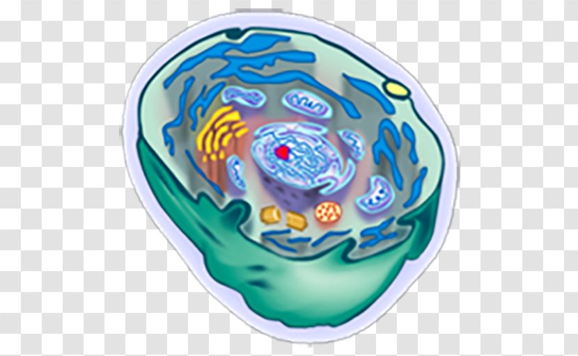 Organism Cèl·lula Animal Cell Transparent PNG