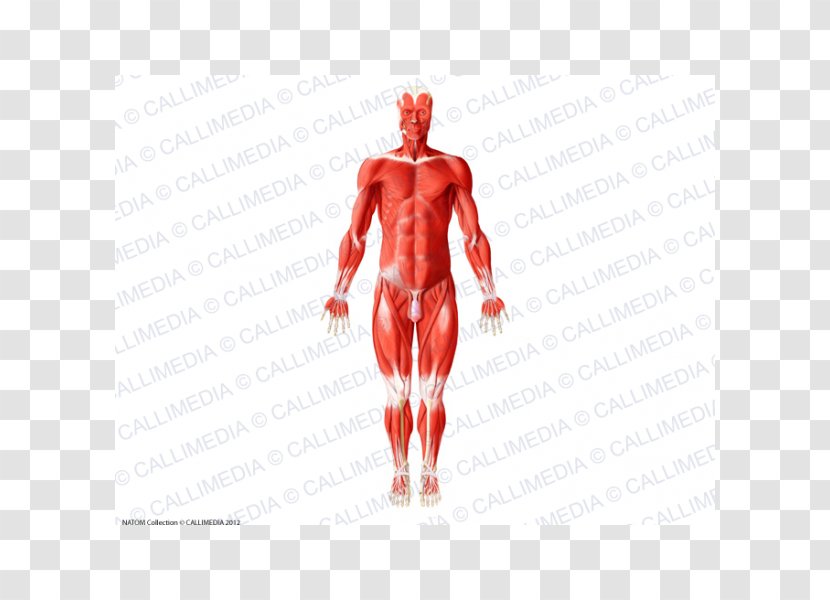 Human Body Muscle Anatomy Muscular System - Heart - Olho Transparent PNG