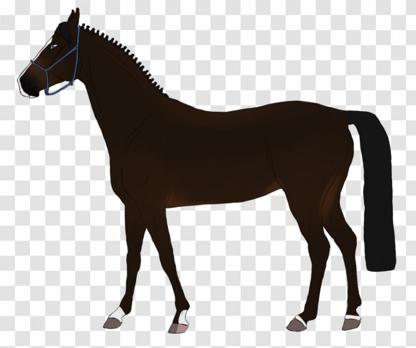 Stallion Mare Mustang Foal Thoroughbred - Animal Figure - I Can Speak German Transparent PNG