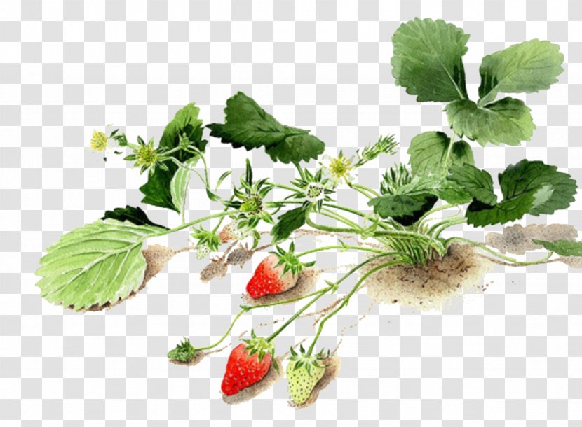 Watercolor: Flowers Watercolor Painting Painter - Work Of Art - Strawberry Land Transparent PNG