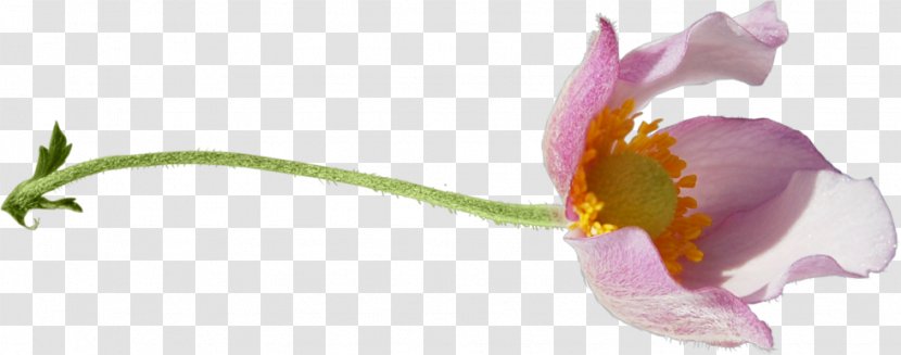 Tulip Cut Flowers Blume Petal - March Transparent PNG