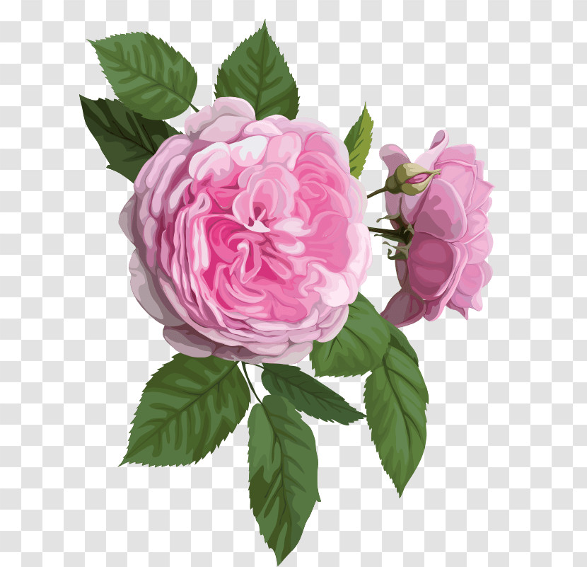 Garden Roses Transparent PNG