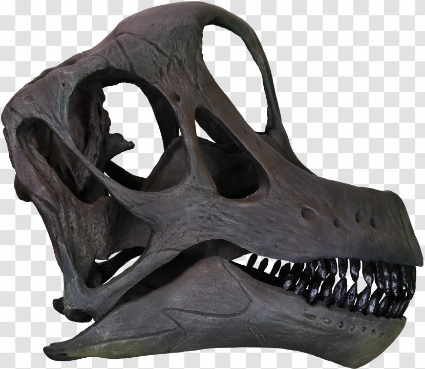 Brachiosaurus Morrison Formation Skull Bone - Jurassic Transparent PNG