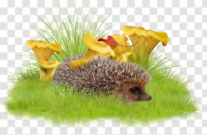 Raster Graphics Clip Art - Erinaceidae - Grass Hedgehog Transparent PNG