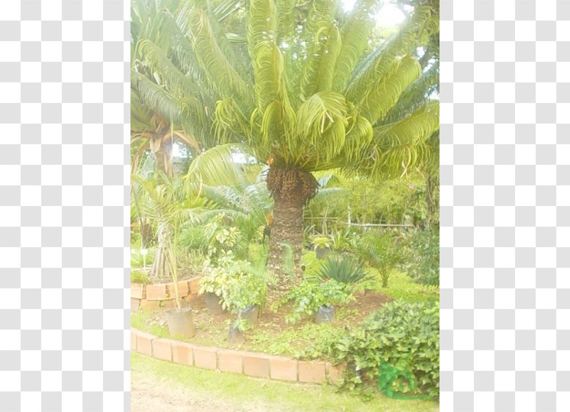 Canoas Garden Center Houseplant Sago Palm Centre - Lawn Transparent PNG