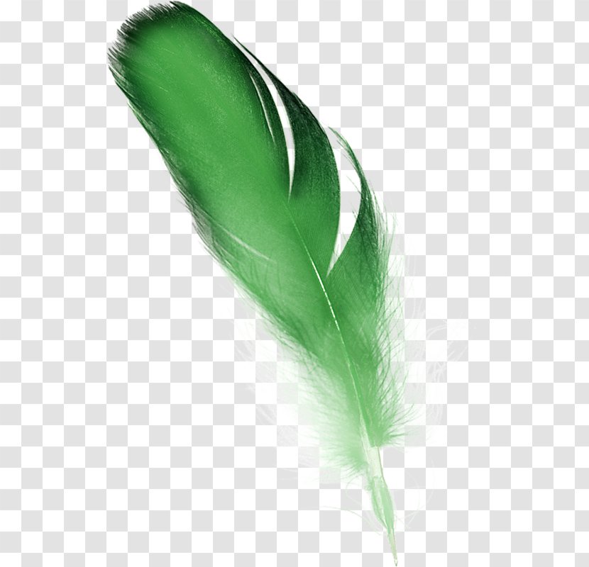 Feather Green Clip Art - Transparency And Translucency Transparent PNG