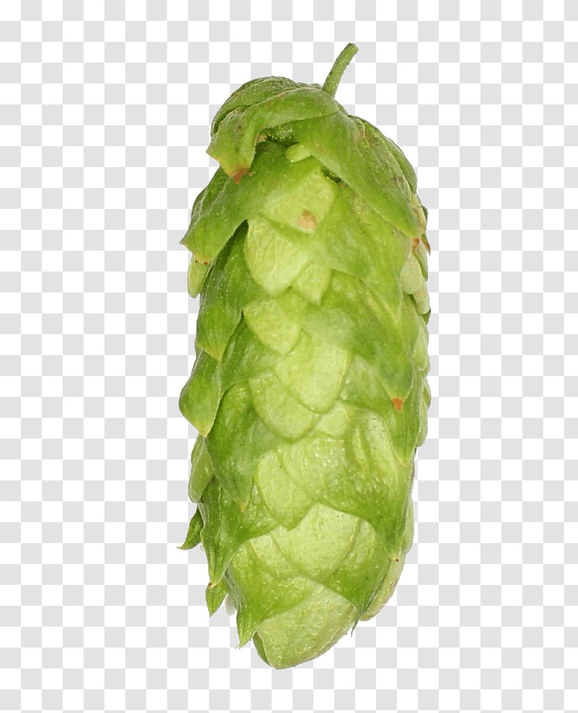 Zhuhai Sidanna Trading Co.,Ltd. Leaf Vegetable Company Breed Country - Hops Transparent PNG