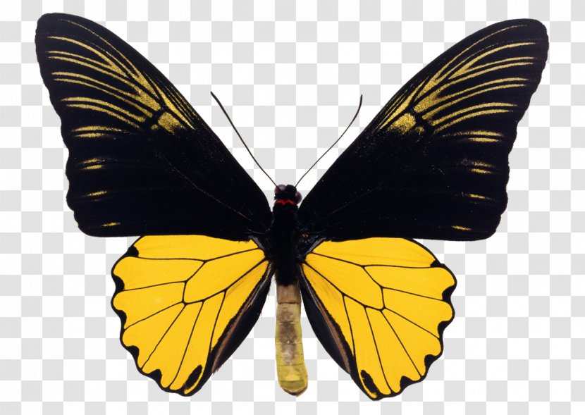 Swallowtail Butterfly Birdwing Clouded Yellow Troides Helena - Eastern Tiger Transparent PNG