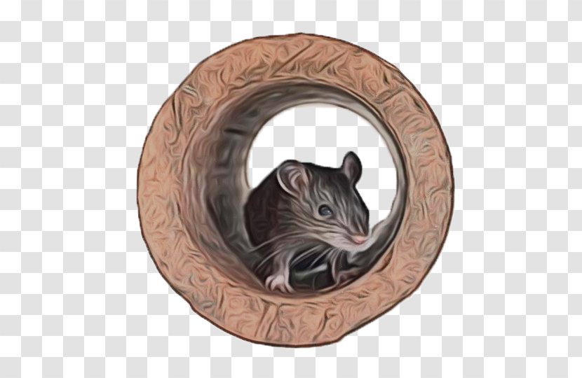 Hamster Background - Cat - Gerbil Muroidea Transparent PNG