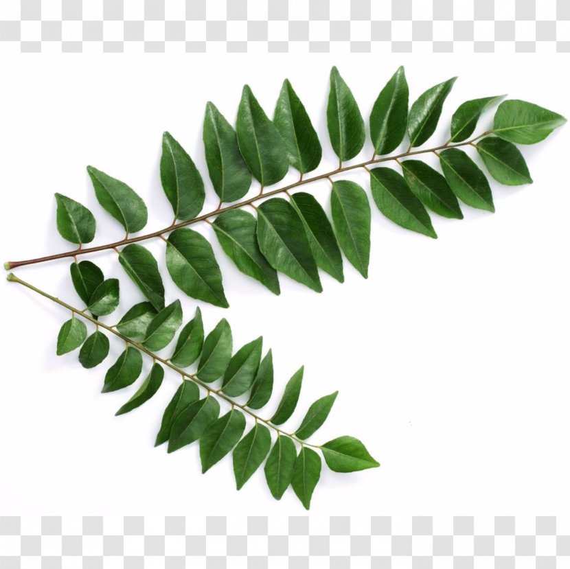 Curry Tree Leaf Sri Lankan Cuisine Health Indian - Herb - Moringa Transparent PNG