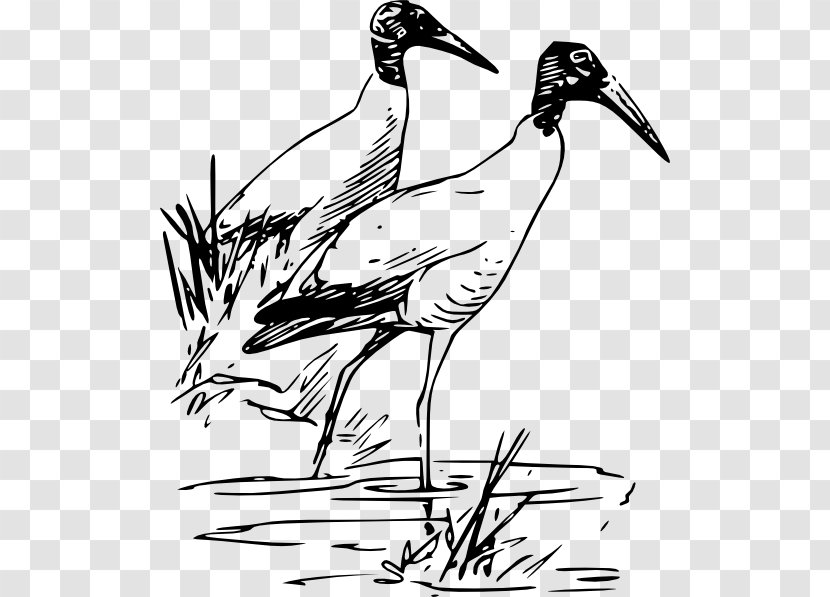 Bird Ibis Drawing Wood Stork Clip Art - Black And White - Cliparts Transparent PNG